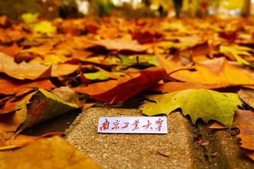 南京工業(yè)大學 百廿育才，鑄就科技與產(chǎn)業(yè)輝煌——慶祝建校119周年